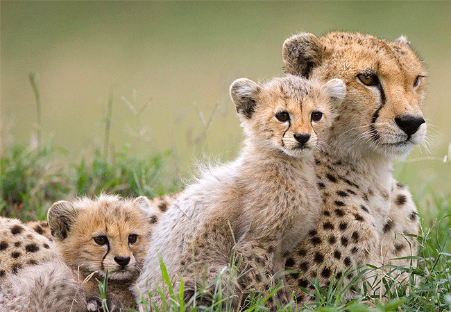 2-days-1-night-kisumu-masai-mara-road-safari-cheetah-mother-and-cub 2 Days 1 Night Kisumu Masai Mara Road Safari
