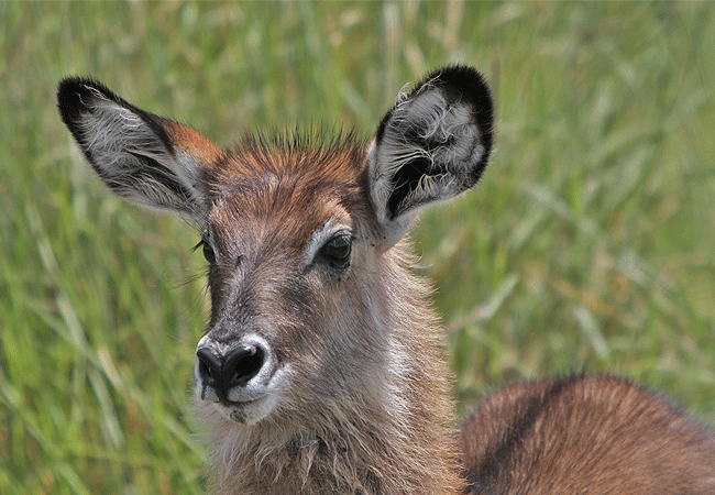 2-days-1-night-kisumu-masai-mara-road-safari-defassa-waterbuck 2 Days 1 Night Kisumu Masai Mara Road Safari