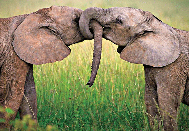 2-days-1-night-kisumu-masai-mara-road-safari-elephants-playing-with-their-trunks 2 Days 1 Night Kisumu Masai Mara Road Safari