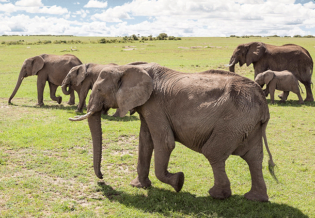 2-days-1-night-kisumu-masai-mara-road-safari-elephants 2 Days 1 Night Kisumu Masai Mara Road Safari