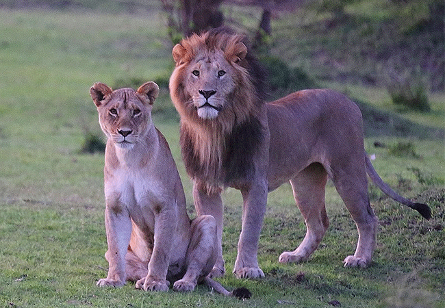 2-days-1-night-kisumu-masai-mara-road-safari-female-and-male-lions 2 Days 1 Night Kisumu Masai Mara Road Safari