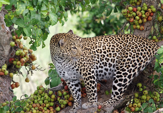 2-days-1-night-kisumu-masai-mara-road-safari-leopard 2 Days 1 Night Kisumu Masai Mara Road Safari
