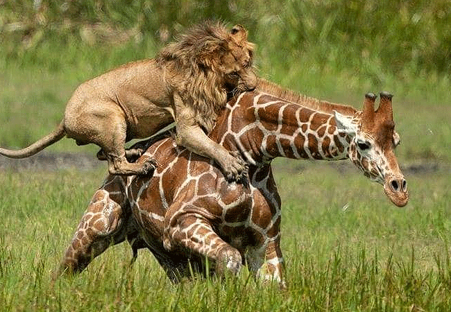 2-days-1-night-kisumu-masai-mara-road-safari-lion-hunting-a-masai-giraffe 2 Days 1 Night Kisumu Masai Mara Road Safari