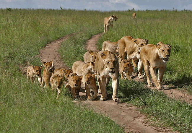 2-days-1-night-kisumu-masai-mara-road-safari-lion-pride 2 Days 1 Night Kisumu Masai Mara Road Safari