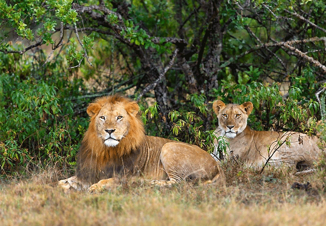 2-days-1-night-kisumu-masai-mara-road-safari-male-female-lions 2 Days 1 Night Kisumu Masai Mara Road Safari