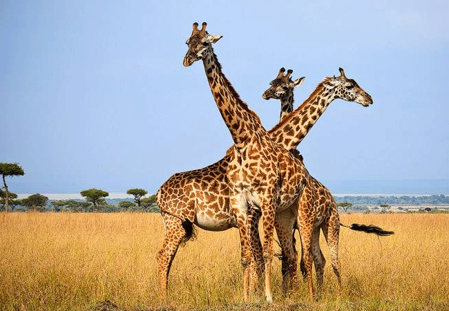 2-days-1-night-kisumu-masai-mara-road-safari-masai-giraffes 2 Days 1 Night Kisumu Masai Mara Road Safari