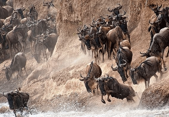 2-days-1-night-kisumu-masai-mara-road-safari-wildebeest-migration-crossing-the-mara-river 2 Days 1 Night Kisumu Masai Mara Road Safari