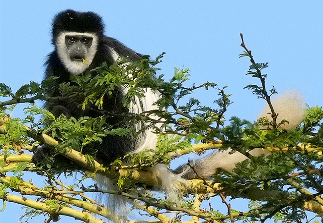 2-days-1-night-lake-elementaita-adventure-road-safari-black-and-white-colobus-monkeymonkey 2 days 1 Night Lake Elementaita Adventure Road Safari