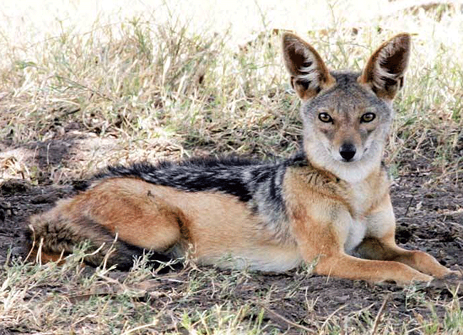 2-days-1-night-lake-elementaita-adventure-road-safari--black-backed-jackal Elementaita Adventure Road Safari