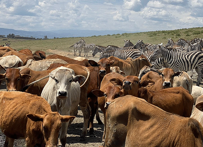 2-days-1-night-lake-elementaita-adventure-road-safari-cattle-&-wildlife Elementaita Adventure Road Safari