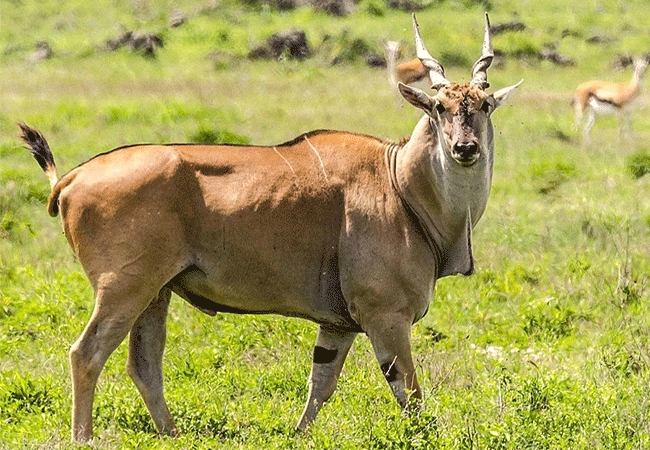2-days-1-night-lake-elementaita-adventure-road-safari-eland-antelope 2 Days 1 Night Lake Elementaita Adventure Road Safari