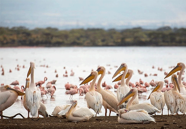 2-days-1-night-lake-elementaita-adventure-road-safari-great-white-pelicans 2 Days 1 Night Lake Elementaita Adventure Road Safari: