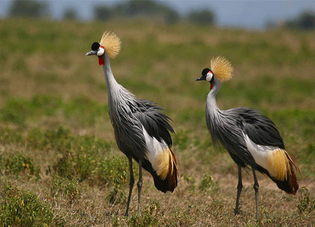 2-days-1-night-lake-elementaita-adventure-road-safari-grey-crowned-crane Elementaita Adventure Road Safari