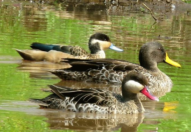 2-days-1-night-lake-elementaita-adventure-road-safari-hottentot-teal-billed-tea-and-yellow-billed-duck Elementaita Adventure Road Safari