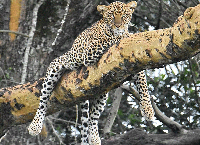 2-days-1-night-lake-elementaita-adventure-road-safari-leopard Elementaita Adventure Road Safari