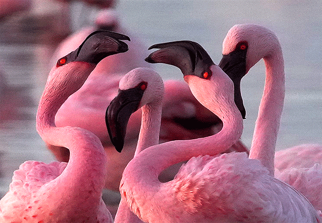 2-days-1-night-lake-elementaita-adventure-road-safari-lesser-flamingos 2 days 1 Night Lake Elementaita Adventure Road Safari