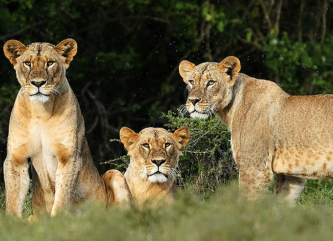 2-days-1-night-lake-elementaita-adventure-road-safari-lions Elementaita Adventure Road Safari