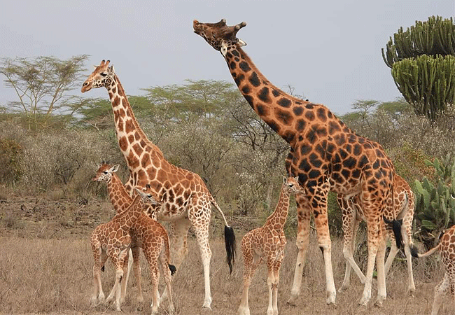 2-days-1-night-lake-elementaita-adventure-road-safari-rothschild-giraffes Elementaita Adventure Road Safari