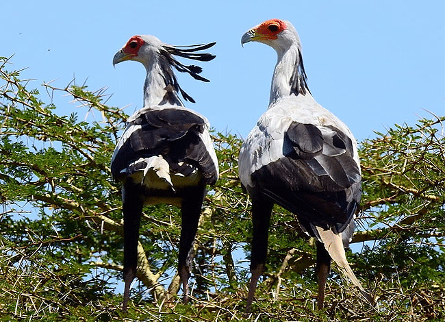 2-days-1-night-lake-elementaita-adventure-road-safari-secretary-bird Elementaita Adventure Road Safari