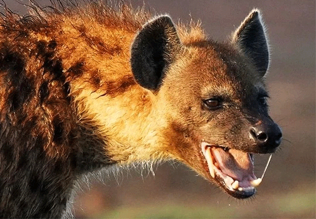 2-days-1-night-lake-elementaita-adventure-road-safari-spotted-hyena 2 Days 1 Night Lake Elementaita Adventure Road Safari: