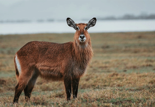 2-days-1-night-lake-elementaita-adventure-road-safari-waterbuck 2 Days 1 Night Lake Elementaita Adventure Road Safari