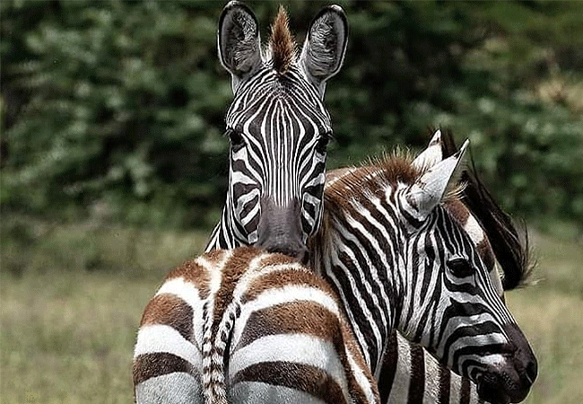 2-days-1-night-lake-elementaita-adventure-road-safari-zebras 2 Days 1 Night Lake Elementaita Adventure Road Safari