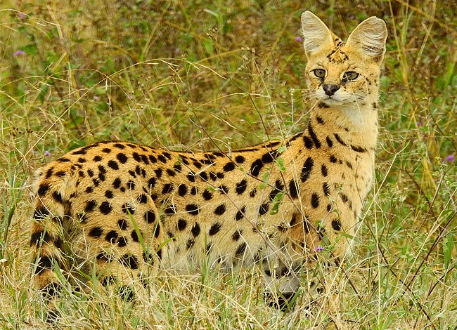 2-days-1-night-lake-elementaita-adventure-road-serval-cat Elementaita Adventure Road Safari