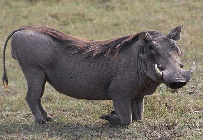 2-days-1-night-lake-nakuru-lake-bogoria-safari-common-warthog 2 Days 1 Night Lake Nakuru Lake Bogoria Safari