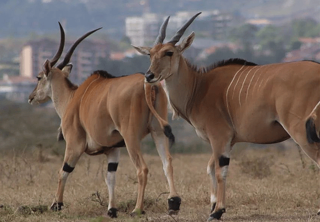 2-days-1-night-lake-nakuru-lake-bogoria-safari-eland-antelope 2 Days 1 Night Lake Nakuru Lake Bogoria Safari