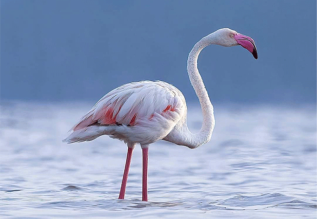 2-days-1-night-lake-nakuru-lake-bogoria-safari-flamingo 2 Days 1 Night Lake Nakuru Lake Bogoria Safari