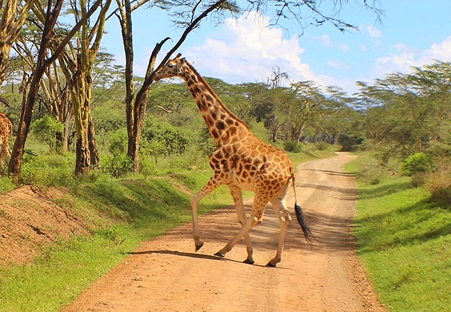 2-days-1-night-lake-nakuru-lake-bogoria-safari-giraffe 2 Days 1 Night Lake Nakuru Lake Bogoria Safari