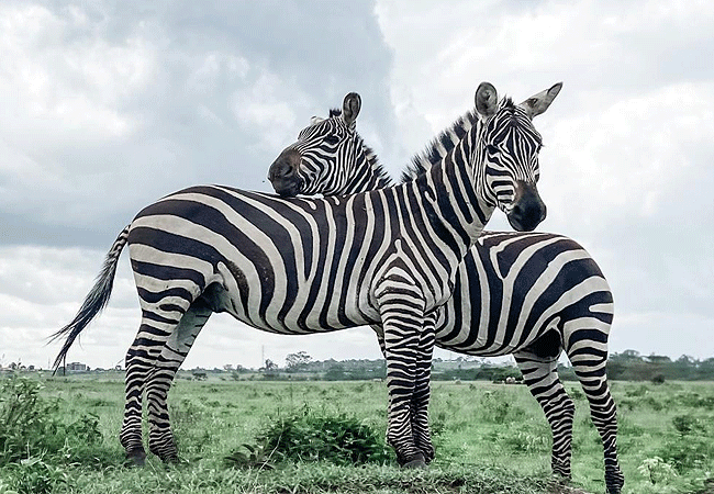 2-days-1-night-lake-nakuru-lake-bogoria-safari-grants-zebras 2 Days 1 Night Lake Nakuru Lake Bogoria Safari