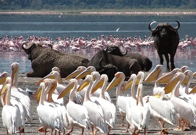 2-days-1-night-lake-nakuru-lake-bogoria-safari-great-white-pelican 2 Days 1 Night Lake Nakuru Lake Bogoria Safari