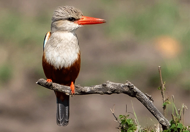 2-days-1-night-lake-nakuru-lake-bogoria-safari-grey-headed-kingfisher 2 Days 1 Night Lake Nakuru Lake Bogoria Safari