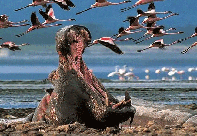 2-days-1-night-lake-nakuru-lake-bogoria-safari-hippos-and-flamingos 2 Days 1 Night Lake Nakuru Lake Bogoria Safari