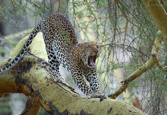 2-days-1-night-lake-nakuru-lake-bogoria-safari-leopard 2 Days 1 Night Lake Nakuru Lake Bogoria Safari