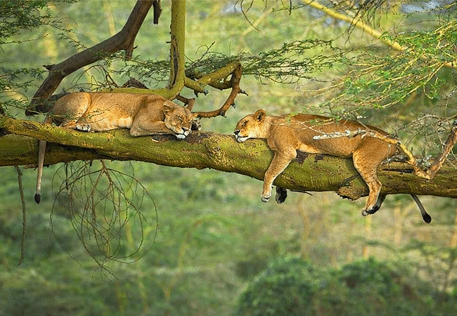 2-days-1-night-lake-nakuru-lake-bogoria-safari-lions 2 Days 1 Night Lake Nakuru Lake Bogoria Safari