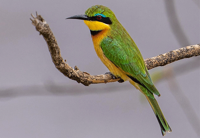 2-days-1-night-lake-nakuru-lake-bogoria-safari-rhinos-little-bee-eater 2 Days 1 Night Lake Nakuru Lake Bogoria Safari