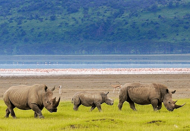 2-days-1-night-lake-nakuru-lake-bogoria-safari-rhinos 2 Days 1 Night Lake Nakuru Lake Bogoria Safari