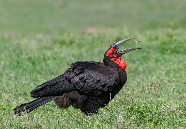 2-days-1-night-lake-nakuru-lake-bogoria-safari-southern-ground-hornbill 2 Days 1 Night Lake Nakuru Lake Bogoria Safari
