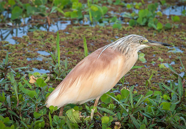 2-days-1-night-lake-nakuru-lake-bogoria-safari-squacco-heron 2 Days 1 Night Lake Nakuru Lake Bogoria Safari
