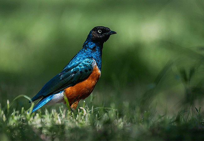 2-days-1-night-lake-nakuru-lake-bogoria-safari-superb starling 2 Days 1 Night Lake Nakuru Lake Bogoria Safari