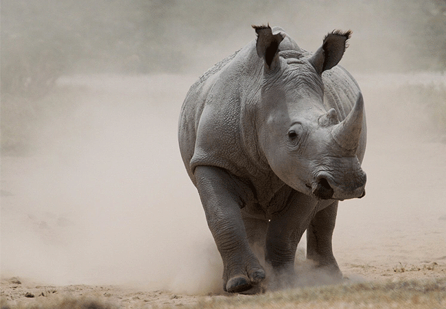 2-days-1-night-lake-nakuru-lake-bogoria-safari-white-rhino 2 Days 1 Night Lake Nakuru Lake Bogoria Safari
