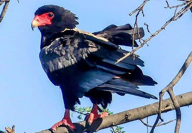 2-days-mombasa-safaris-tsavo-east-national-park-1-night-bateleur-eagle 2 Days Mombasa Safaris Tsavo East National Park 1 Night