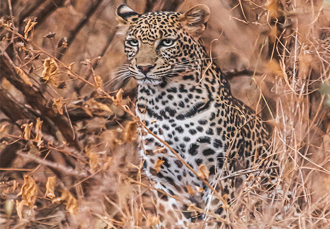 2-days-mombasa-safaris-tsavo-east-national-park-1-night-leopard 2 Days Mombasa Safaris Tsavo East National Park 1 Night