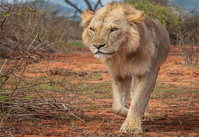 2-days-mombasa-safaris-tsavo-east-national-park-1-night-male-lion 2 Days Mombasa Safaris Tsavo East National Park 1 Night