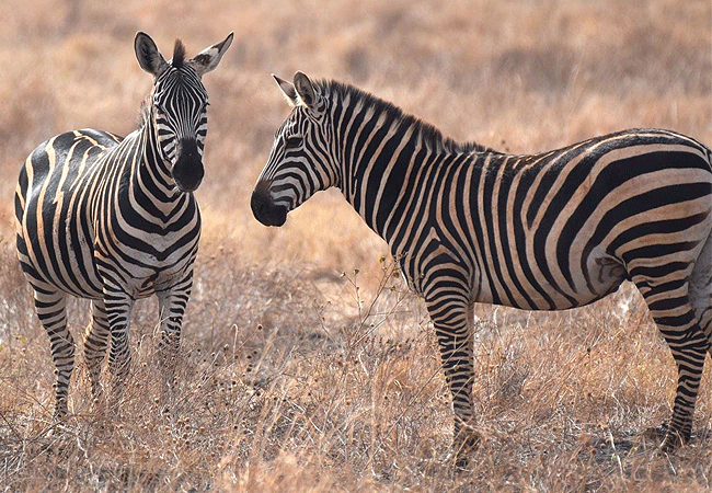 2-days-mombasa-safaris-tsavo-east-national-park-1-night-zebras 2 Days Mombasa Safaris Tsavo East National Park 1 Night