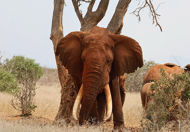 2-days-mombasa-safaris-tsavo-east-national-park-1-nightred-elephants-of-tsavo 2 Days Mombasa Safaris Tsavo East National Park 1 Night