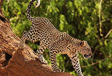 8 Days 7 Night Kenya Tour Packages & Holiday Safaris by Road