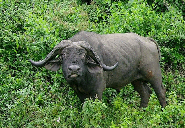 aberdare-national-park-safari-2-days-1-night-tour-african-buffalo Aberdare National Park Safari 2 Days 1 Night Tour